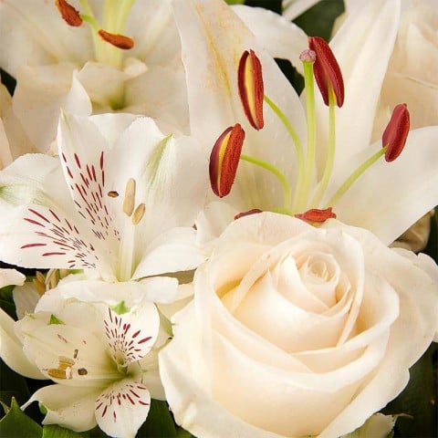 Pure White: Lilies and Roses highlight Pure White: Lilies and Roses highlight