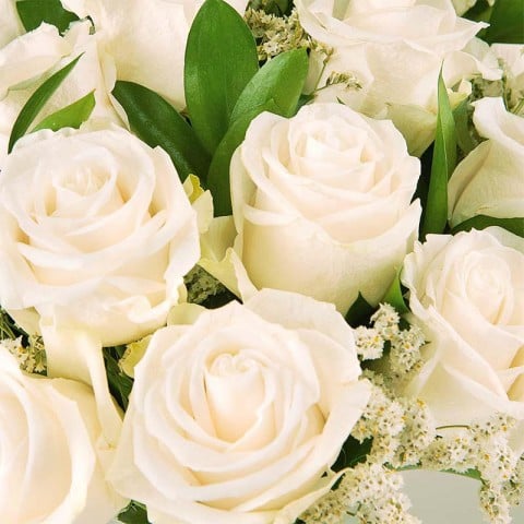 Roses's Elegance: White Roses highlight Roses's Elegance: White Roses highlight