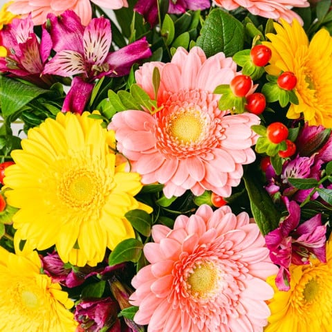 Full of Life: Gerberas and Alstroemerias highlight Full of Life: Gerberas and Alstroemerias highlight