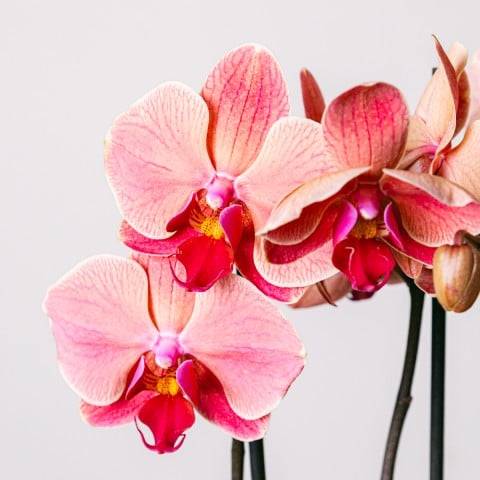 Reflection of Love: Tiger Orchid highlight Reflection of Love: Tiger Orchid highlight