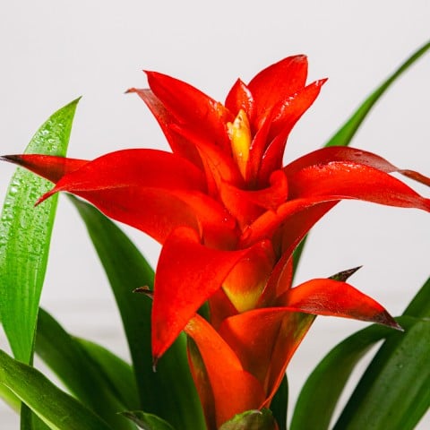 Blooming Heart: Red Bromeliad highlight Blooming Heart: Red Bromeliad highlight