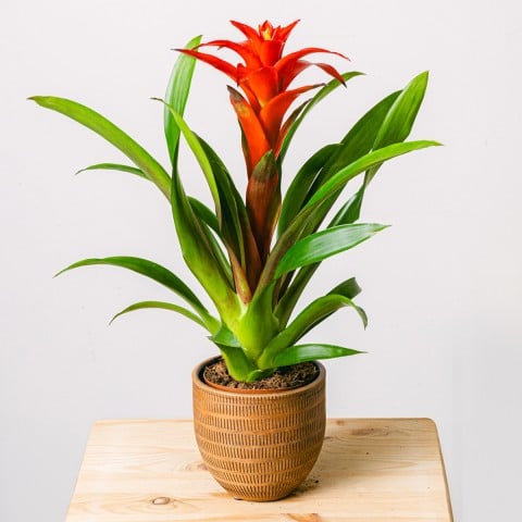 Blooming Heart: Red Bromeliad Blooming Heart: Red Bromeliad