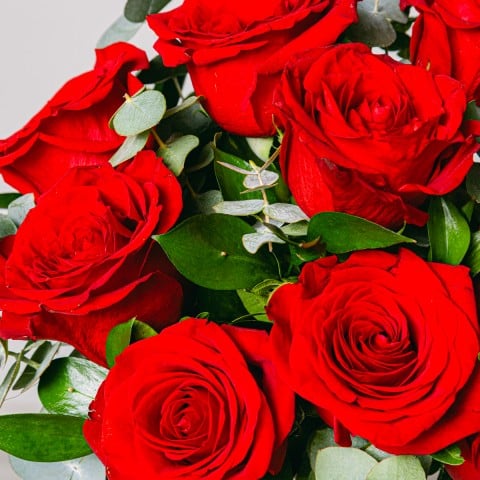 Timeless Love: Red Roses highlight Timeless Love: Red Roses highlight