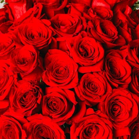 Eternal Love: 40 Red Roses highlight Eternal Love: 40 Red Roses highlight