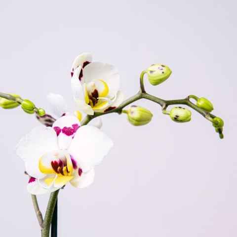 Sweet Marvel: Orchid and Praline Selection highlight Sweet Marvel: Orchid and Praline Selection highlight
