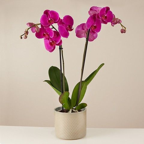 Product photo for Purple Gospel: Violette Orchidee