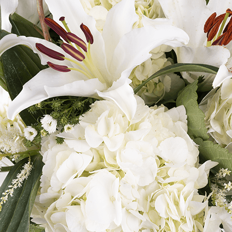 White Swan: White Flowers highlight White Swan: White Flowers highlight