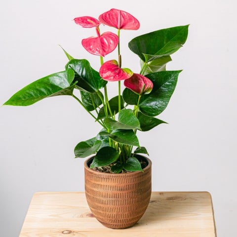 Heart Beats: Pink Anthurium Heart Beats: Pink Anthurium