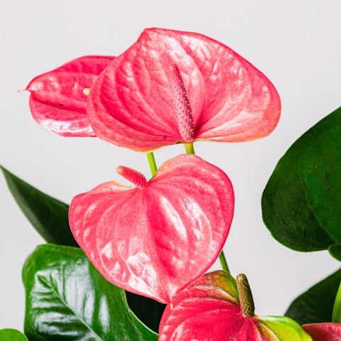 Heart Beats: Pink Anthurium highlight Heart Beats: Pink Anthurium highlight