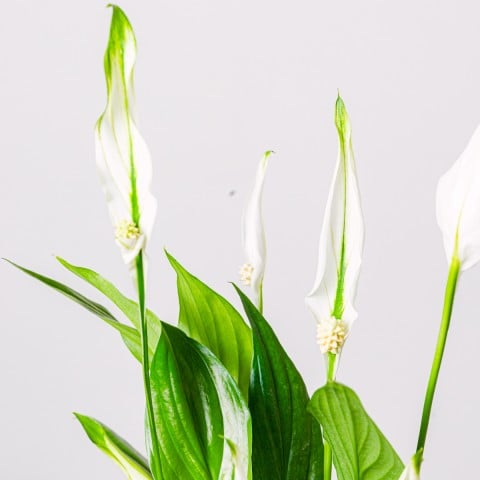 Light Reflections: Peace Lily highlight Light Reflections: Peace Lily highlight