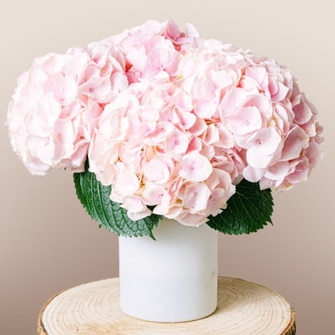 Romantic Poem: Pink Hydrangeas Romantic Poem: Pink Hydrangeas