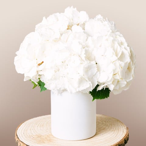 Graceful Winter: White Hydrangeas Graceful Winter: White Hydrangeas
