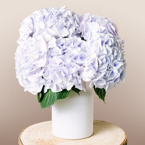 Little Sapphire: Blue Hydrangeas Little Sapphire: Blue Hydrangeas