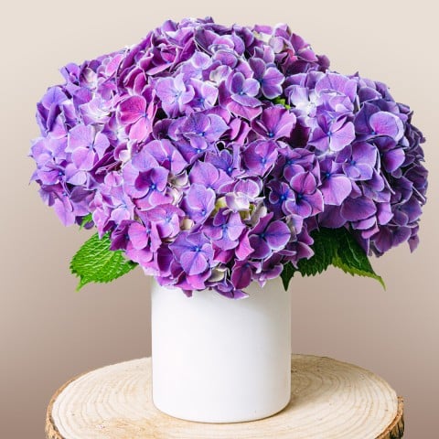 Magic Garden: Purple Hydrangeas Magic Garden: Purple Hydrangeas