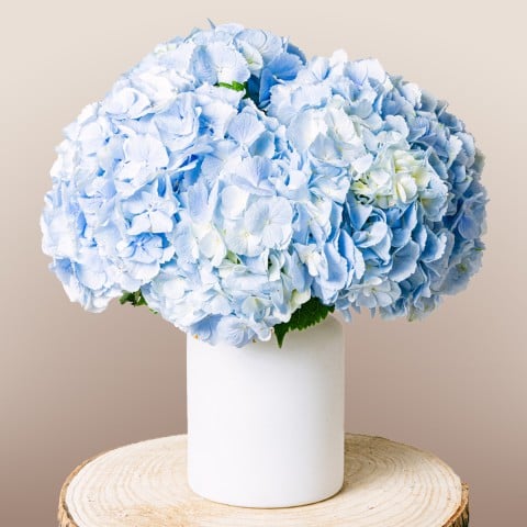 Soulful Eyes: Navy Blue Hydrangeas Soulful Eyes: Navy Blue Hydrangeas