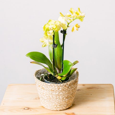 Yellow Rising: Yellow Orchid Yellow Rising: Yellow Orchid
