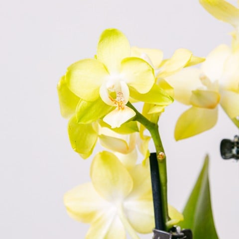 Yellow Rising: Yellow Orchid highlight Yellow Rising: Yellow Orchid highlight