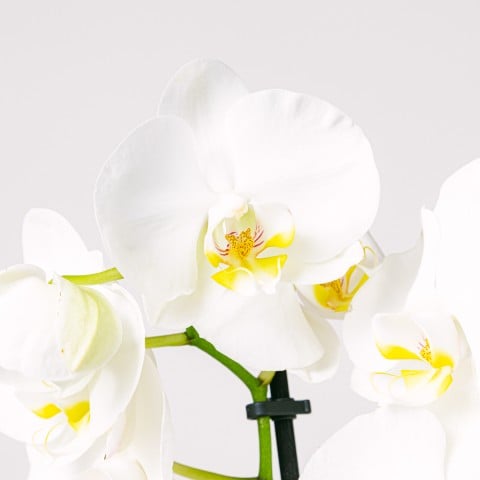 Snowflakes Dance: White Orchid highlight Snowflakes Dance: White Orchid highlight