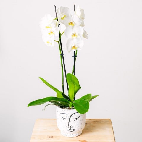 Snowflakes Dance: White Orchid Snowflakes Dance: White Orchid