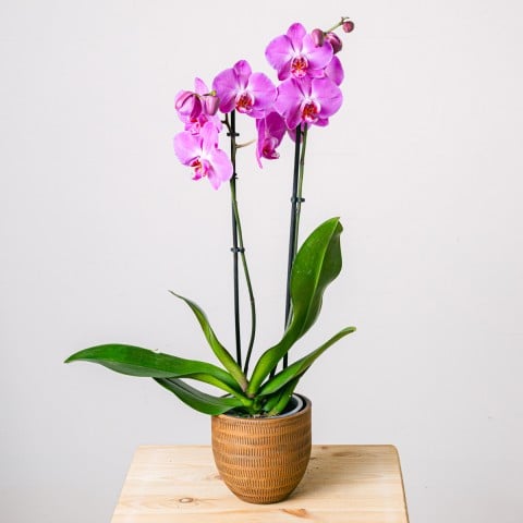 Purple Gospel: Purple Orchid Purple Gospel: Purple Orchid