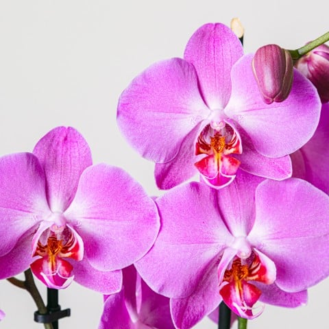 Purple Gospel: Purple Orchid highlight Purple Gospel: Purple Orchid highlight