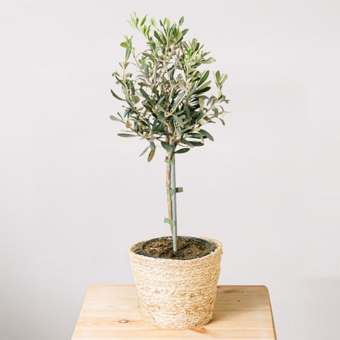 Mediterranean Peace: Mini Olive Tree Mediterranean Peace: Mini Olive Tree