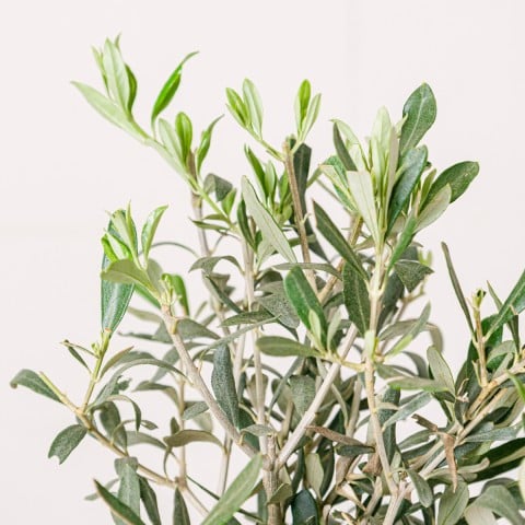 Mediterranean Peace: Mini Olive Tree highlight Mediterranean Peace: Mini Olive Tree highlight