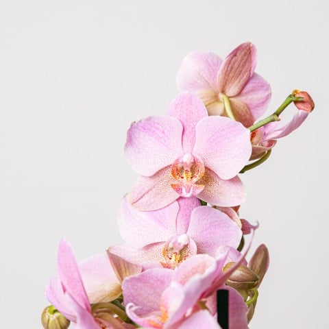 Smooth Song: Pink Orchid highlight Smooth Song: Pink Orchid highlight