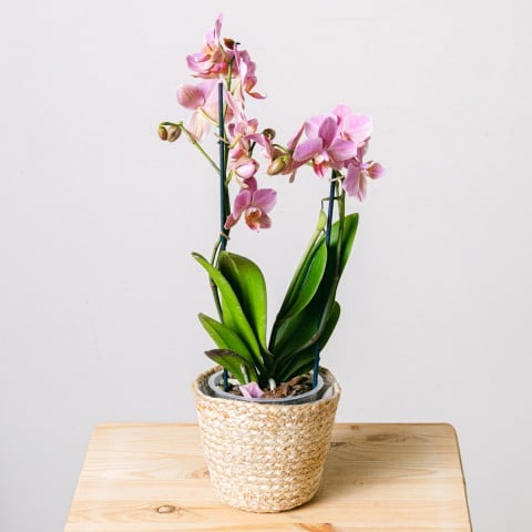 Smooth Song: Pink Orchid Smooth Song: Pink Orchid