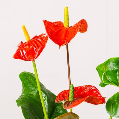 True Affection: Red Anthurium highlight True Affection: Red Anthurium highlight