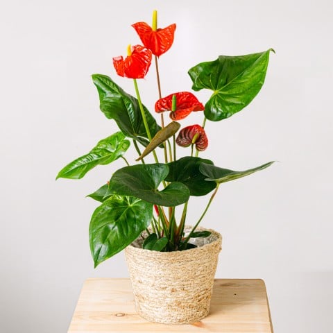 True Affection: Red Anthurium True Affection: Red Anthurium
