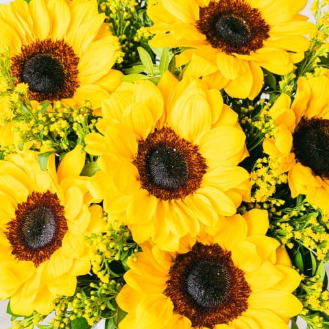 Golden Melody: Sunflowers and Solidago highlight Golden Melody: Sunflowers and Solidago highlight