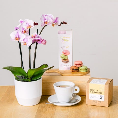 Tea Orchid: Mini Orchid and Tea Tea Orchid: Mini Orchid and Tea