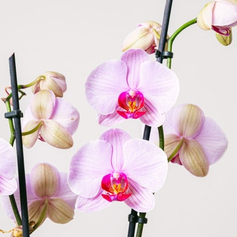 Tea Orchid: Mini Orchid and Tea highlight Tea Orchid: Mini Orchid and Tea highlight