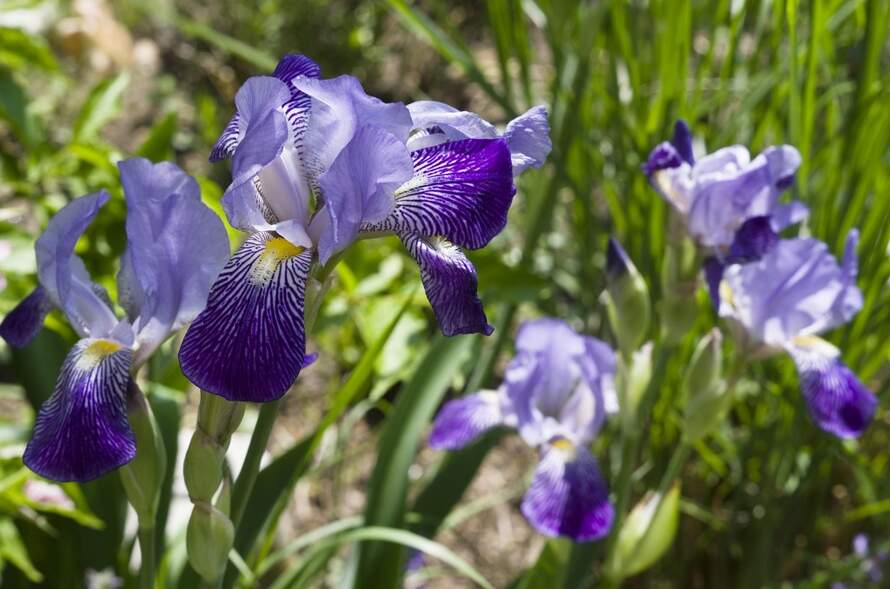 Iris Flower Meaning And History Floraqueen 