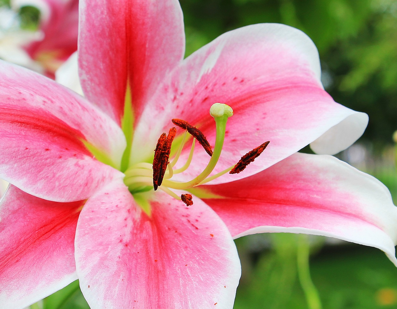 The Complete Guide To Pink Lilies From Growing To Gifting