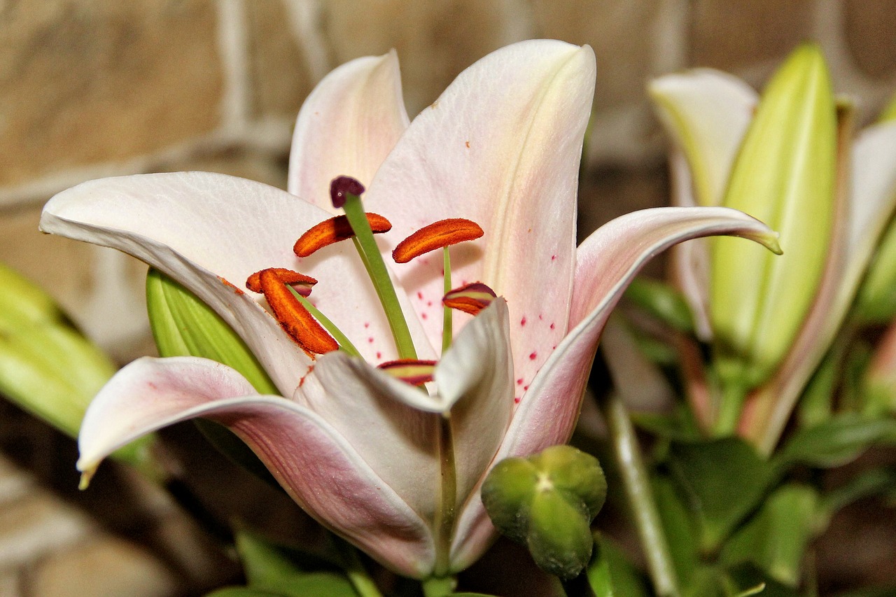 The Complete Guide To Pink Lilies: From Growing To Gifting
