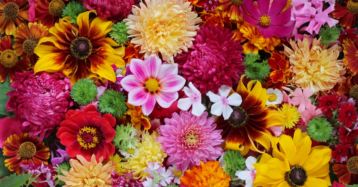 Where do Flowers get their Colours? | FloraQueen