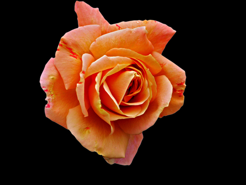 The Colours Of Roses And What They Mean | FloraQueen: Blog
