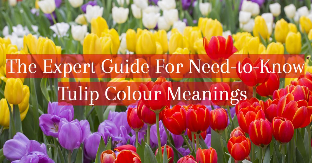 The Expert Guide Need-to-Know Colour Meanings