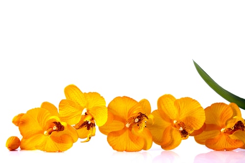 El significado del color de las orquídeas