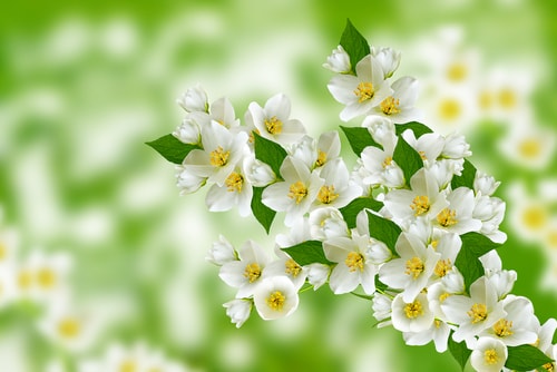 The Many Uses And Meanings Of Jasmine Flowers