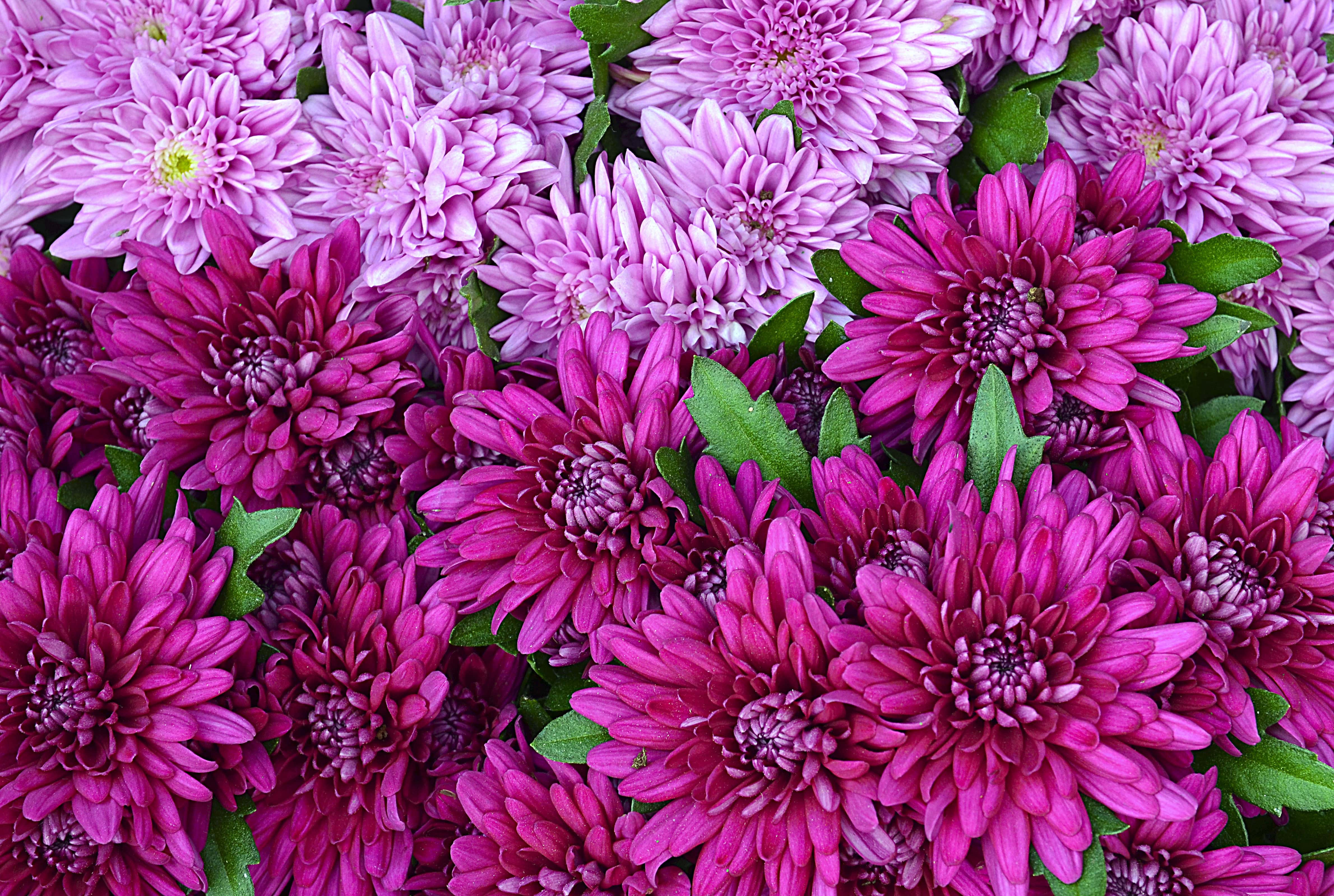 What Chrysanthemums Mean And When They Make The Best Gifts