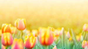 shutterstock 1013721592 FloraQueen EN Tulip Flower