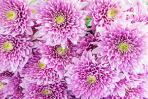 shutterstock 1106029022 FloraQueen EN Mum flower