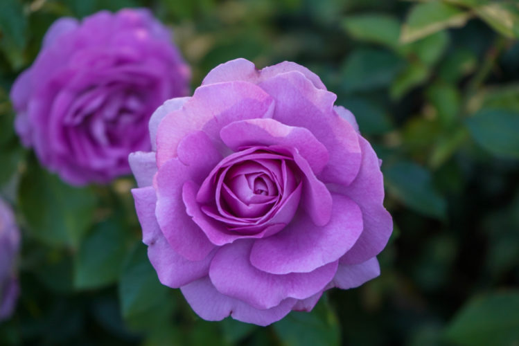 Purple Roses Vs. Lavender Roses: History And Meaning » FloraQueen EN