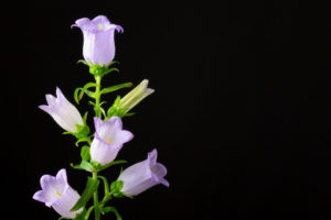 shutterstock 1211221033 FloraQueen EN Bell Flower