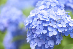 shutterstock 190502507 FloraQueen EN The Hydrangea Flower