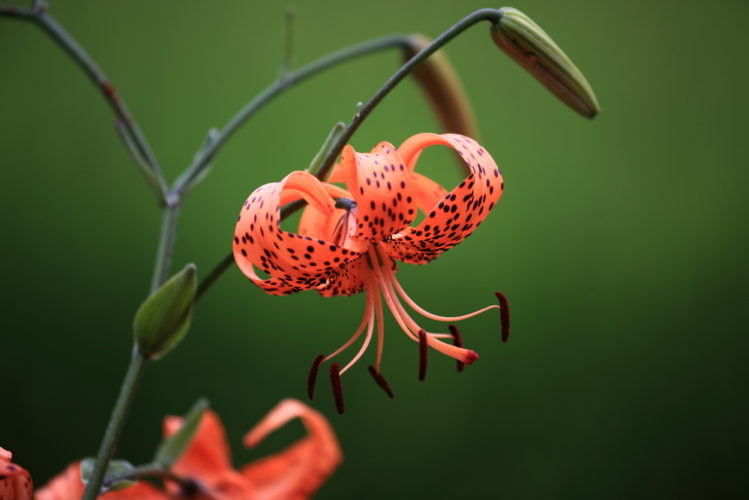 Tiger Lily Meaning Interesting Facts About The Flower » FloraQueen EN
