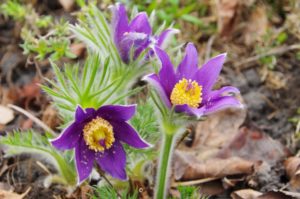 shutterstock 236236630 FloraQueen EN The Pasque Flower